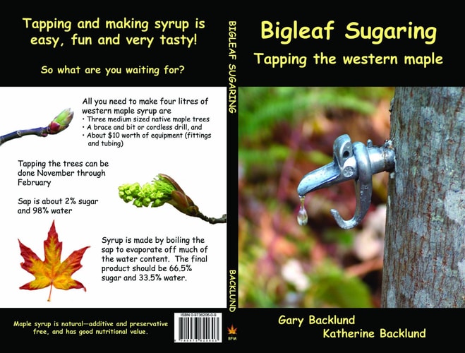 Bigleaf Sugaring Tapping the Western Maple